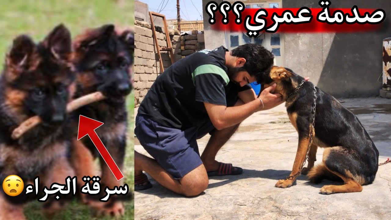 أقوى صدمة - فقدت كل جراء كلبتي ليزا - ترتيب المحمية الجديدة 😓🔥