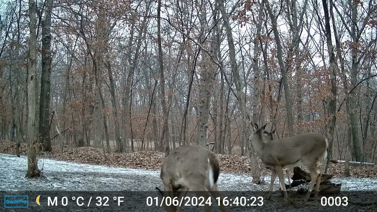 The Deer 2185