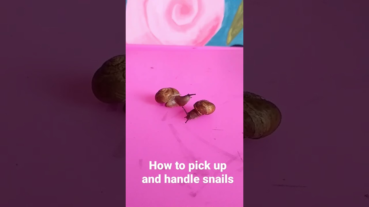 How to Pick up and Handle Snails