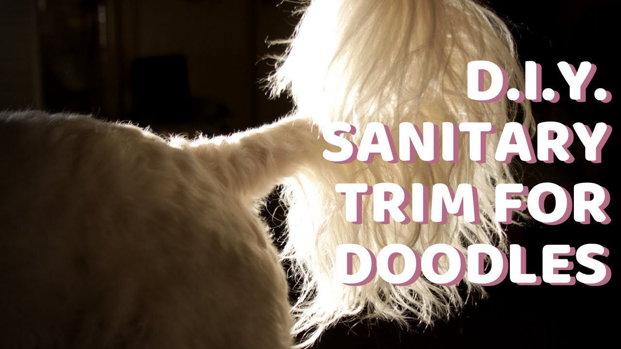 Doodle Sanitary Trim With Clippers ~ DIY Grooming for Goldendoodles, Labradoodles, & Aussiedoodles..