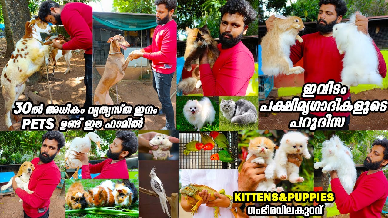 ഈ 27വയസ്സുകാരന്റെ Mixed Pets farm കണ്ടാൽ ഞെട്ടാത്തവരായി ആരുമുണ്ടാവില്ല🐓🦢🐇ഇവിടെ ഇല്ലാത്ത pets ഇല്ല🦃🐏🐐
