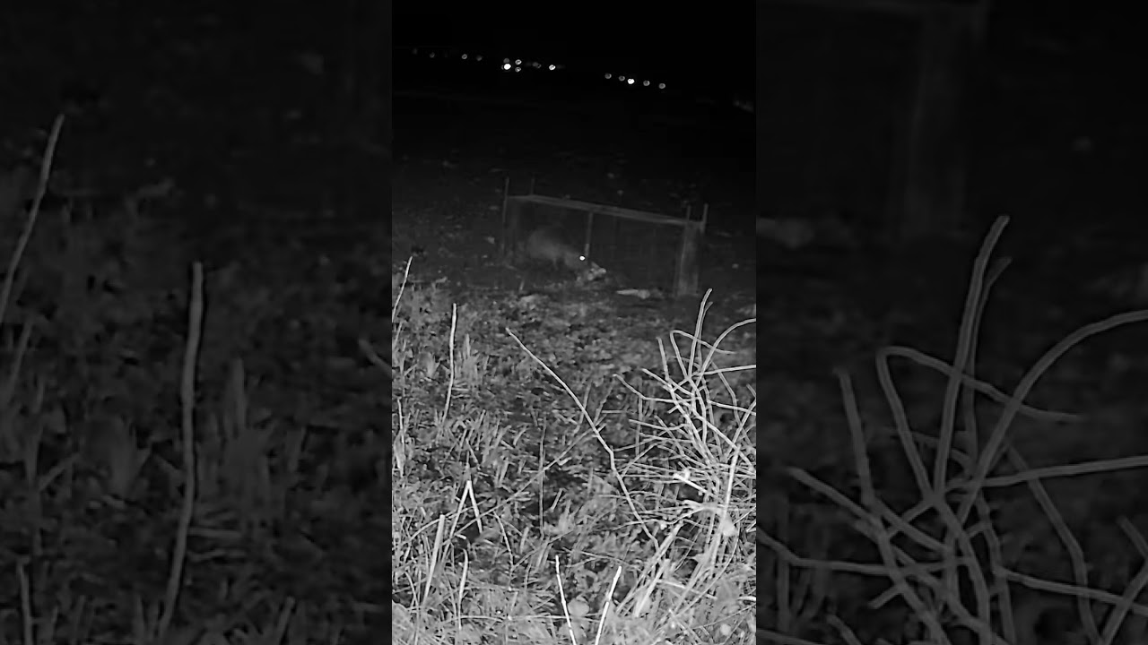 Test vidéo caméra chasse Wolfang WT04 