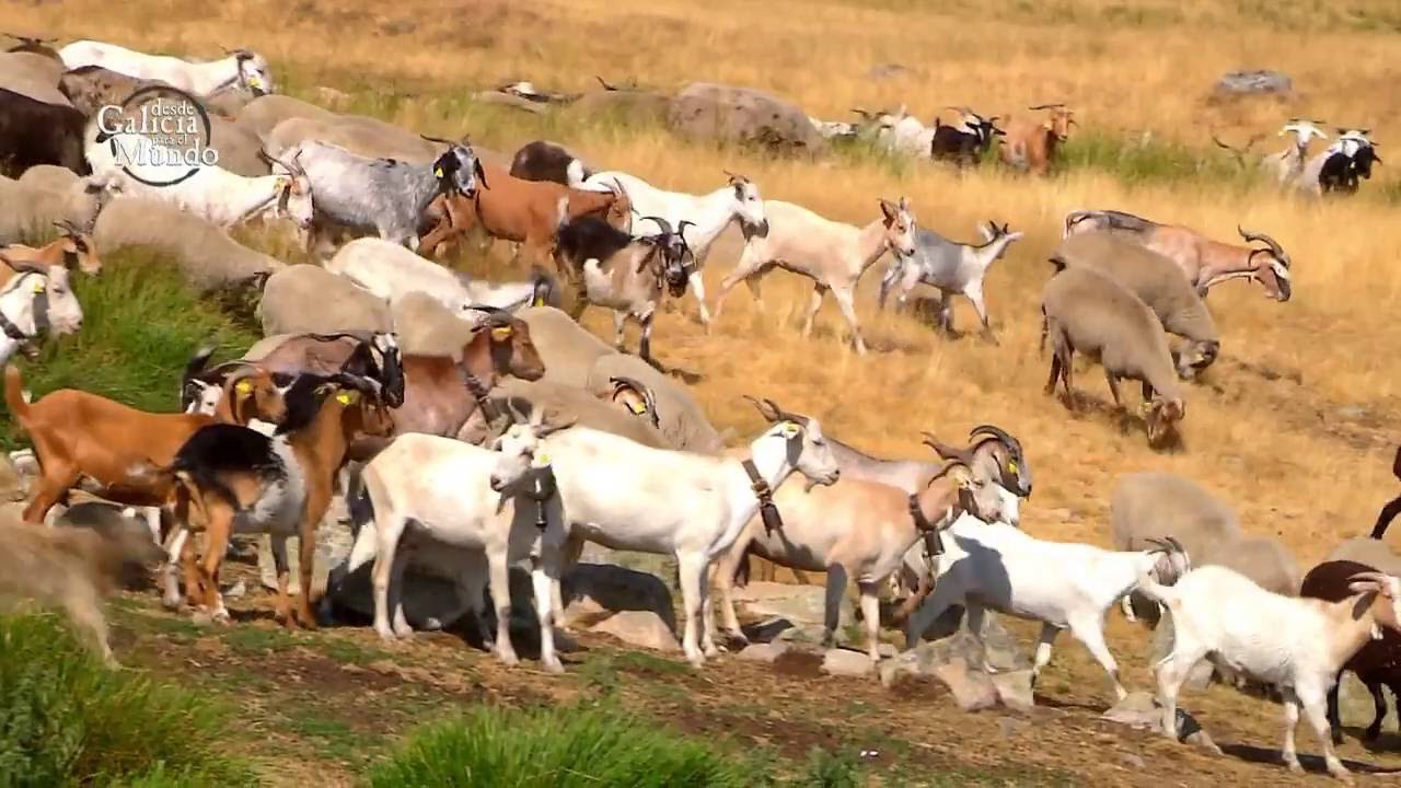 LA GUÍA DE LOS MILNÚCLEOS