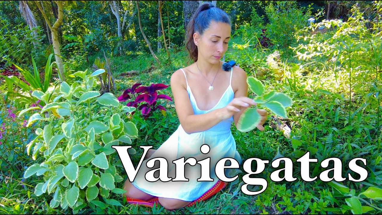 VARIEGACI&Oacute;N: que es, tipos y como cuidarlas