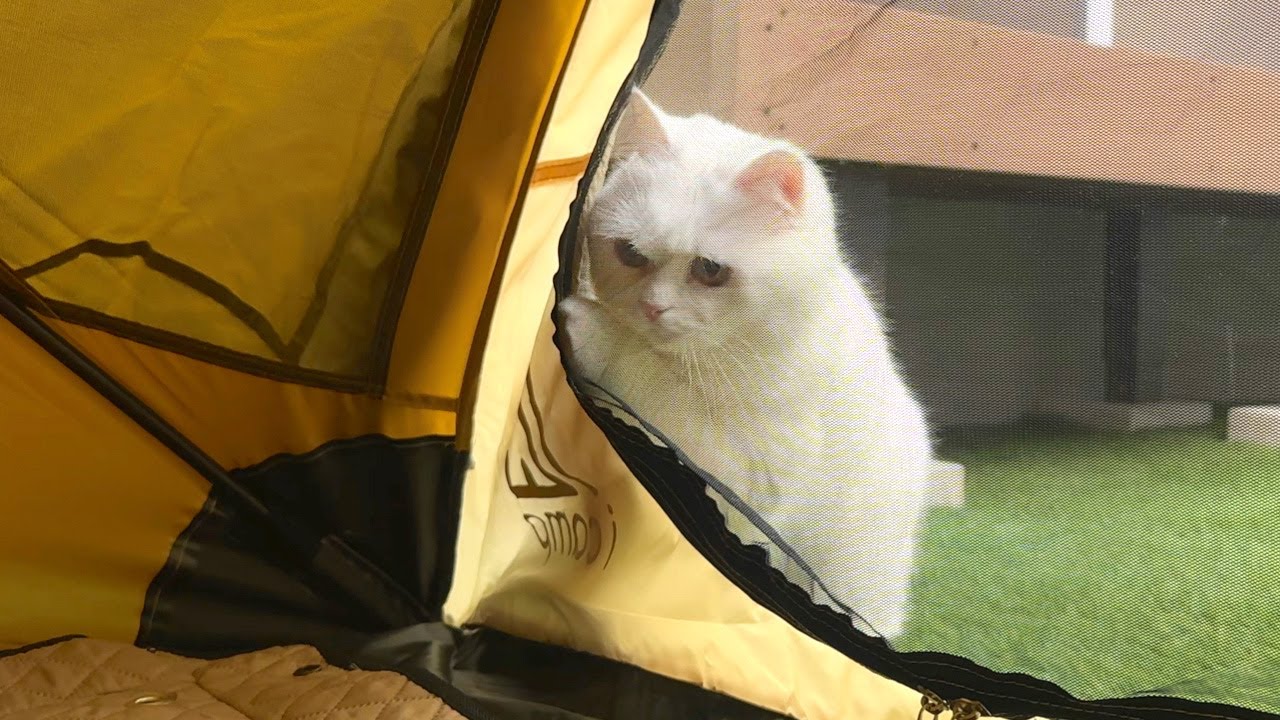 庭でキャンプしてたら「開けろ〜！」と猫が突撃してきたw