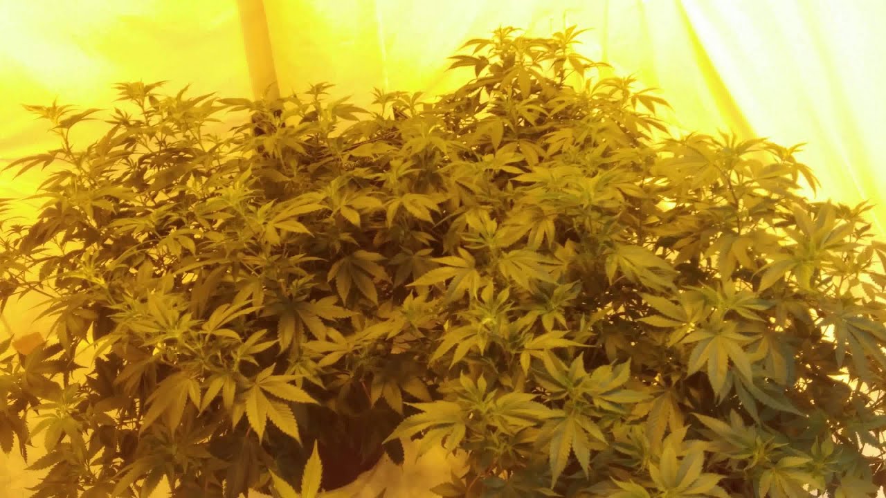 Cannabis Plants!