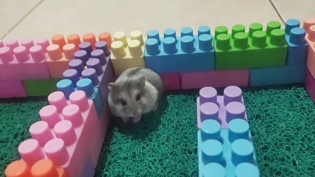 Fun hamster activities in everyday life 🐹#hamsters #pets #cute #animals #funny #funnyhamster
