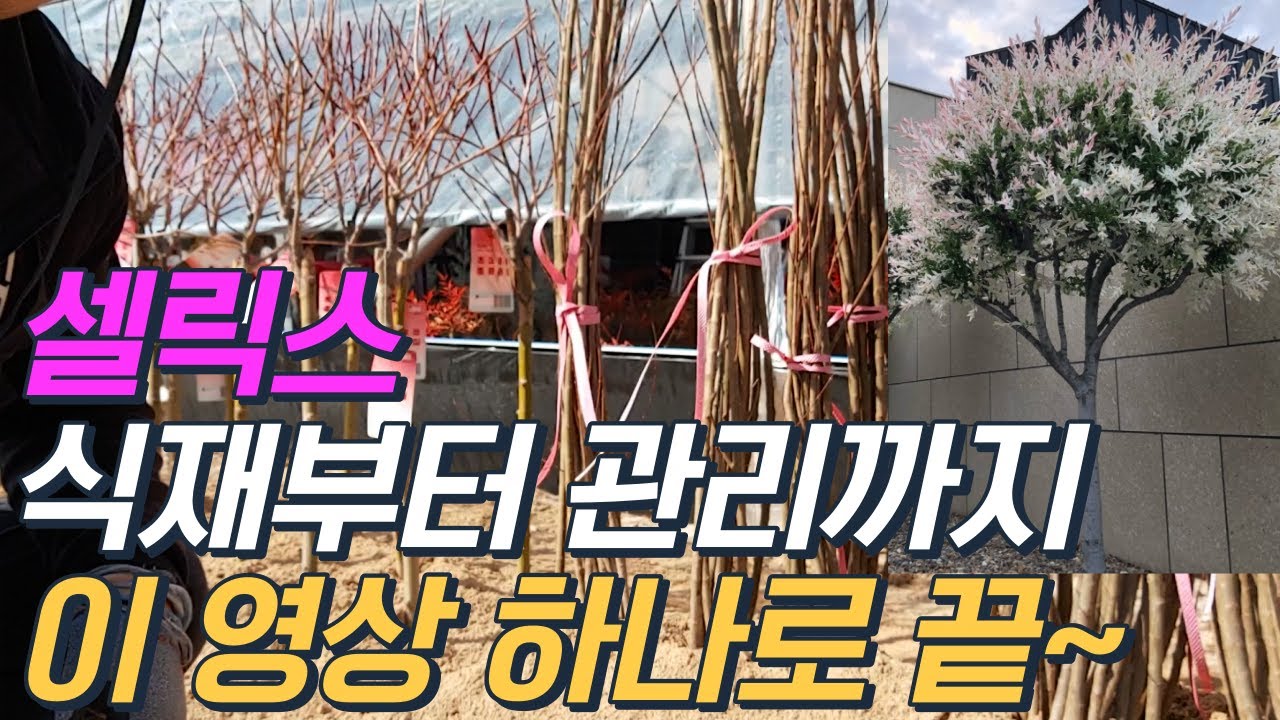 꽃보다 아름다운 셀릭스, 식재부터 관리까지~ 이대로만 하시면 잘 키울 수 있답니다.(화이트핑크셀릭스/플라밍고셀릭스)
