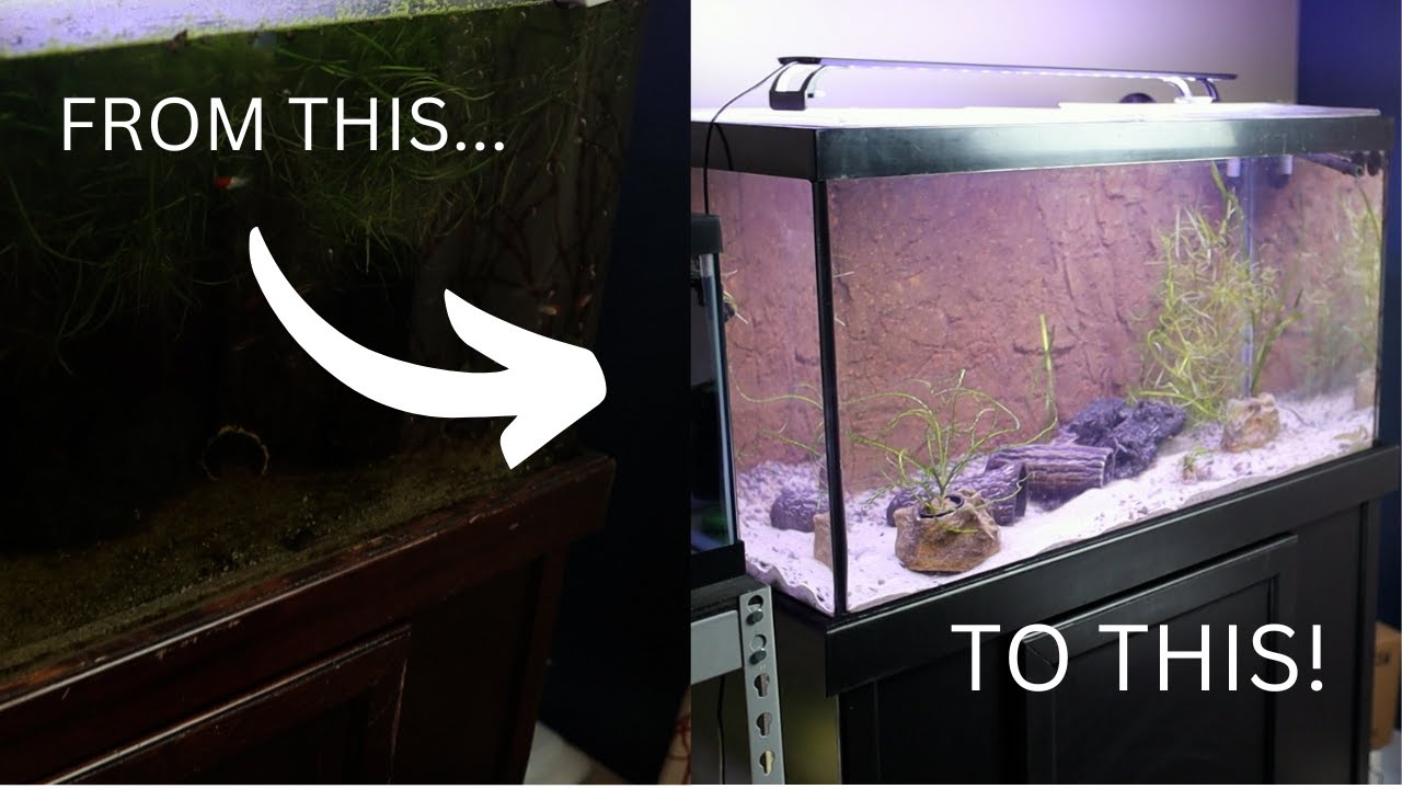 Complete Overhaul Of My Aquariums (How To Reset An Aquarium)