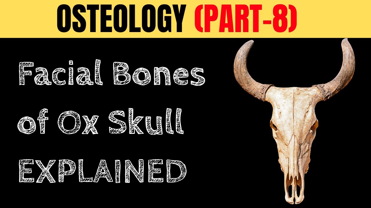🐂💀 Facial Bones of Ox Skull EXPLAINED! | Maxilla to Turbinate 🧠 | OSTEOLOGY PART – 8 🔍