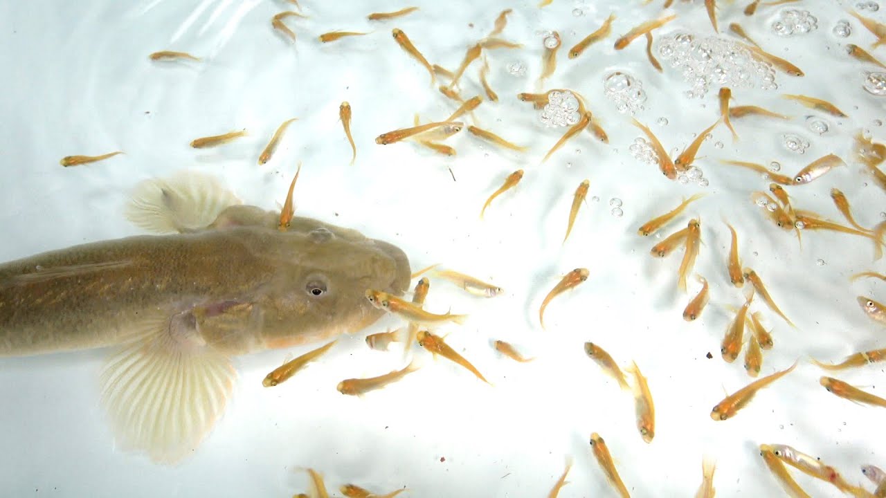 大量のメダカを吸い込むバケモノ級の巨大ハゼ