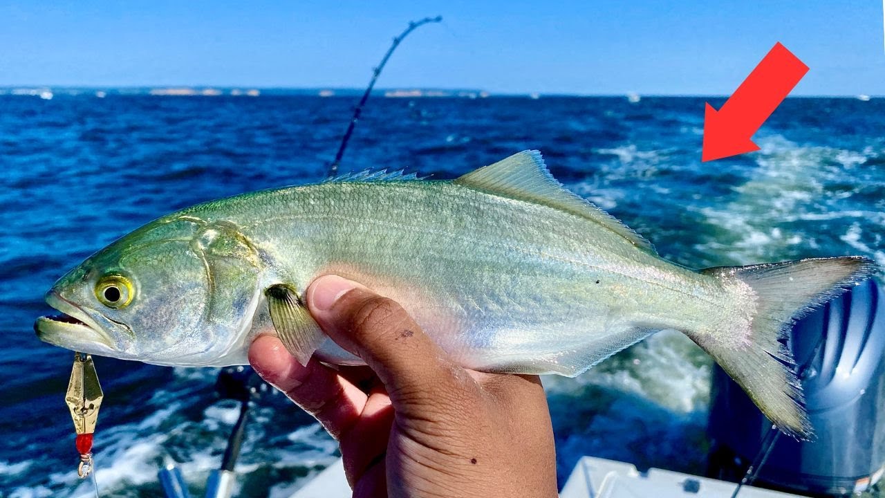 Trolling for Bluefish on the Chesapeake Bay! *2023*