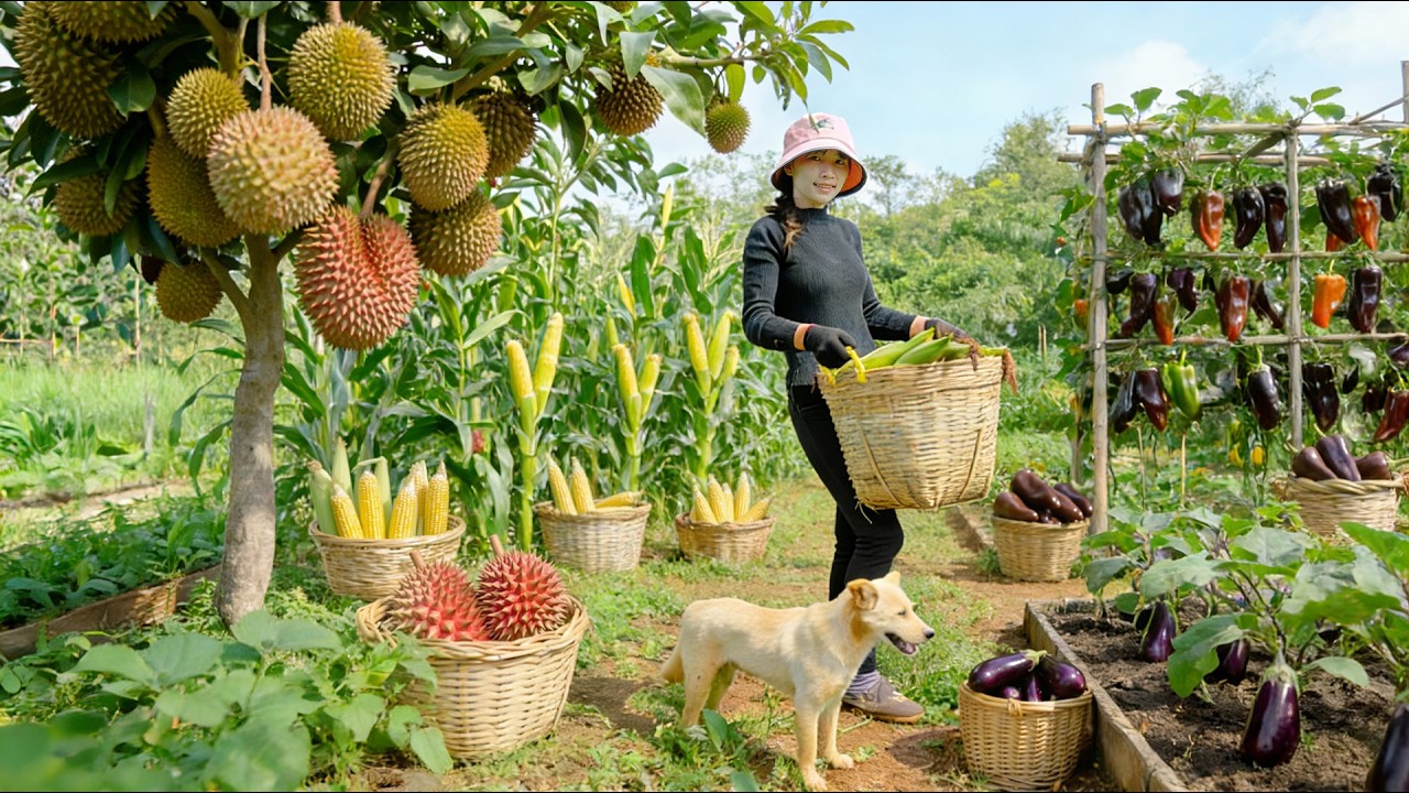 Harvest, Sell And Cook With Sweet Corn, Durian, Chocolate Peppers, Eggplant - Buiding Farm & Garden