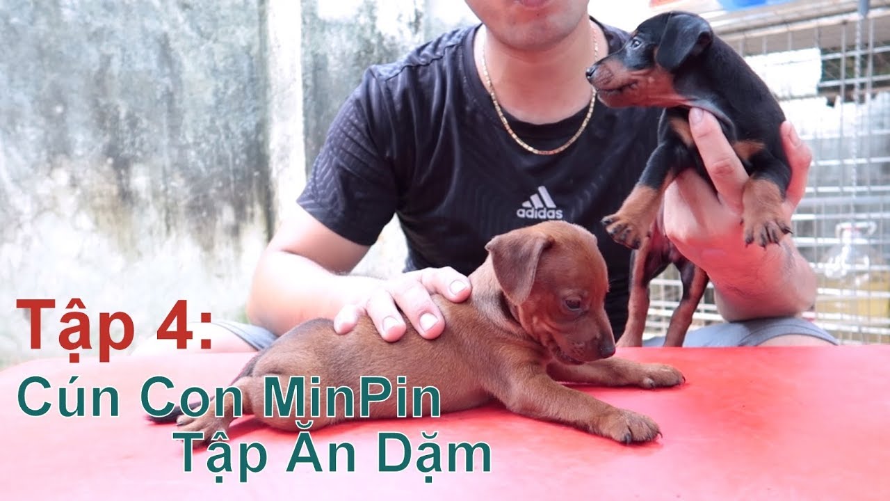 T4: Cún MinPin 38 Ngày Tuổi tập Ăn Dặm như thế nào/ Miniature Pinscher/ NhamTuatTV - Dog in Vietnam
