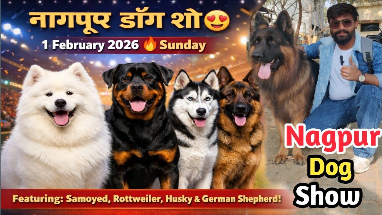 नागपूर डॉग शो 😍 1 Feb 2026 💥 Nagpur Dog Show 2026 😱 best dog show in Nagpur 💥 Ashish pet's world