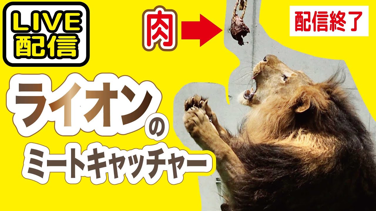 ライオンのミートキャッチャー ライブ配信終了【千葉市動物公園】