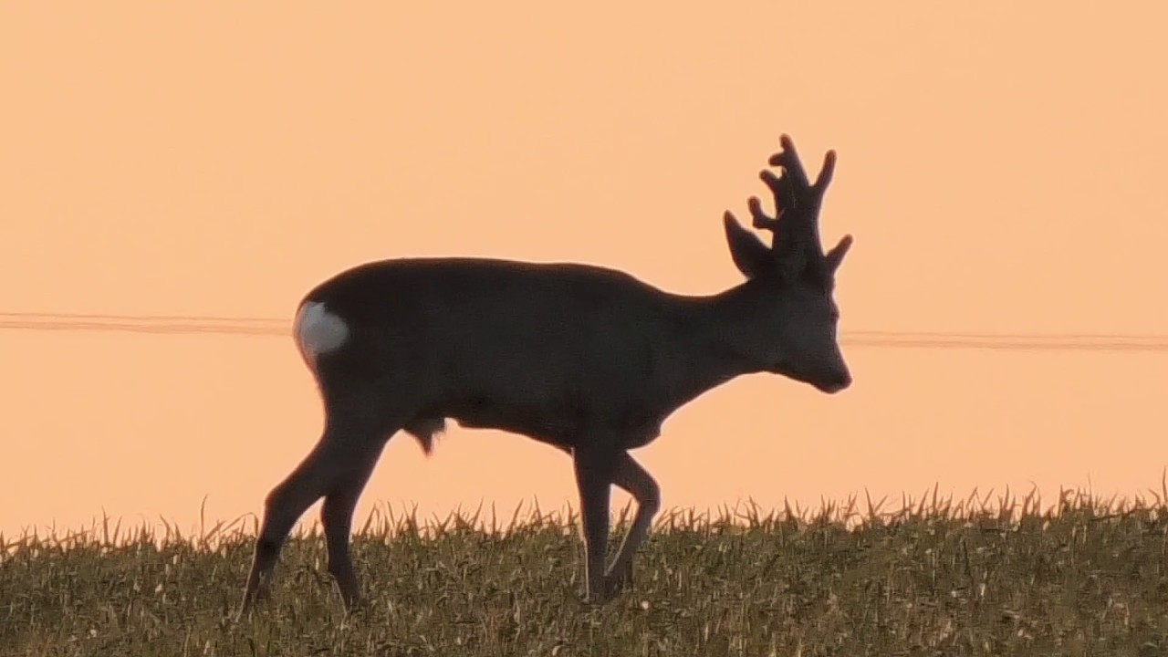 Rehböcke in der Schonzeit - Der Abnorme Rehbock...  Roedeer closed season