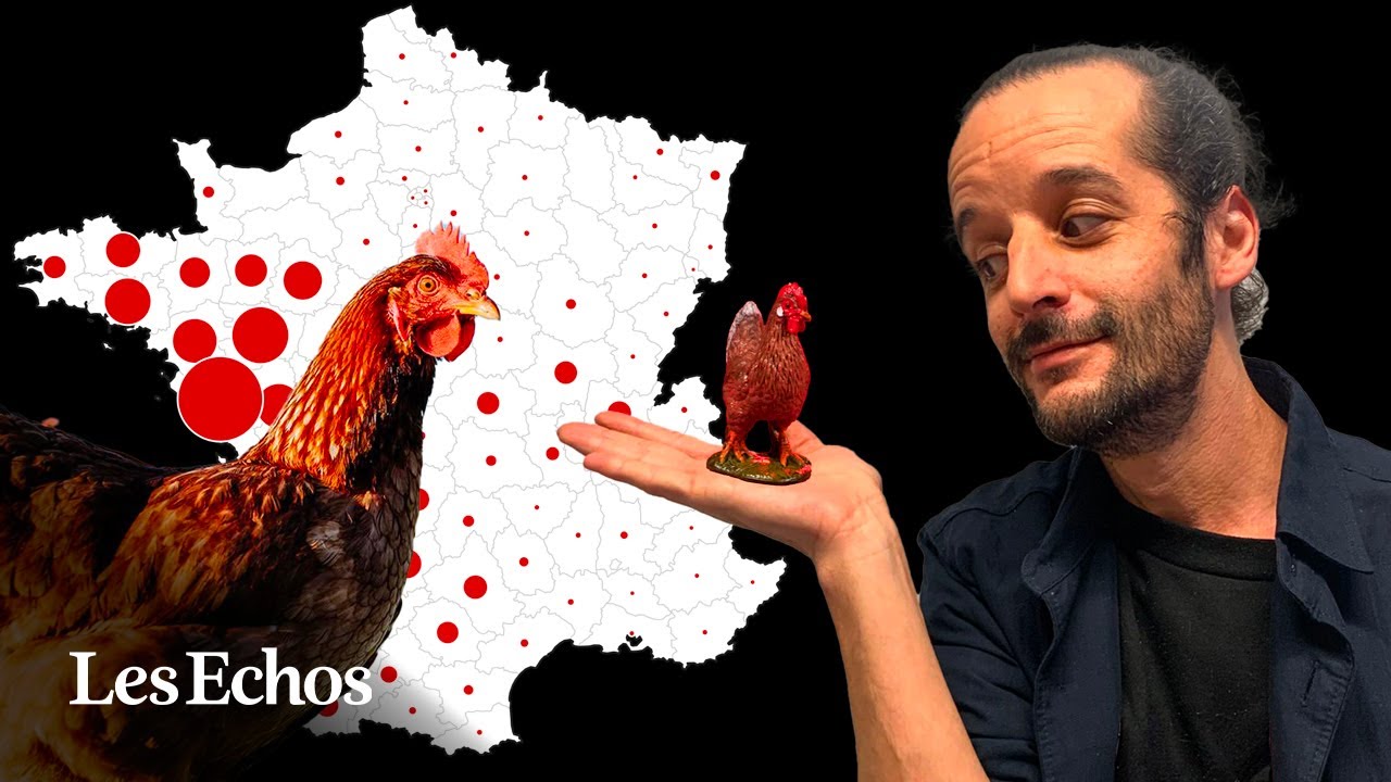 D'où vient la dinde que vous allez manger à Noël ? ｜PLAN CARTE