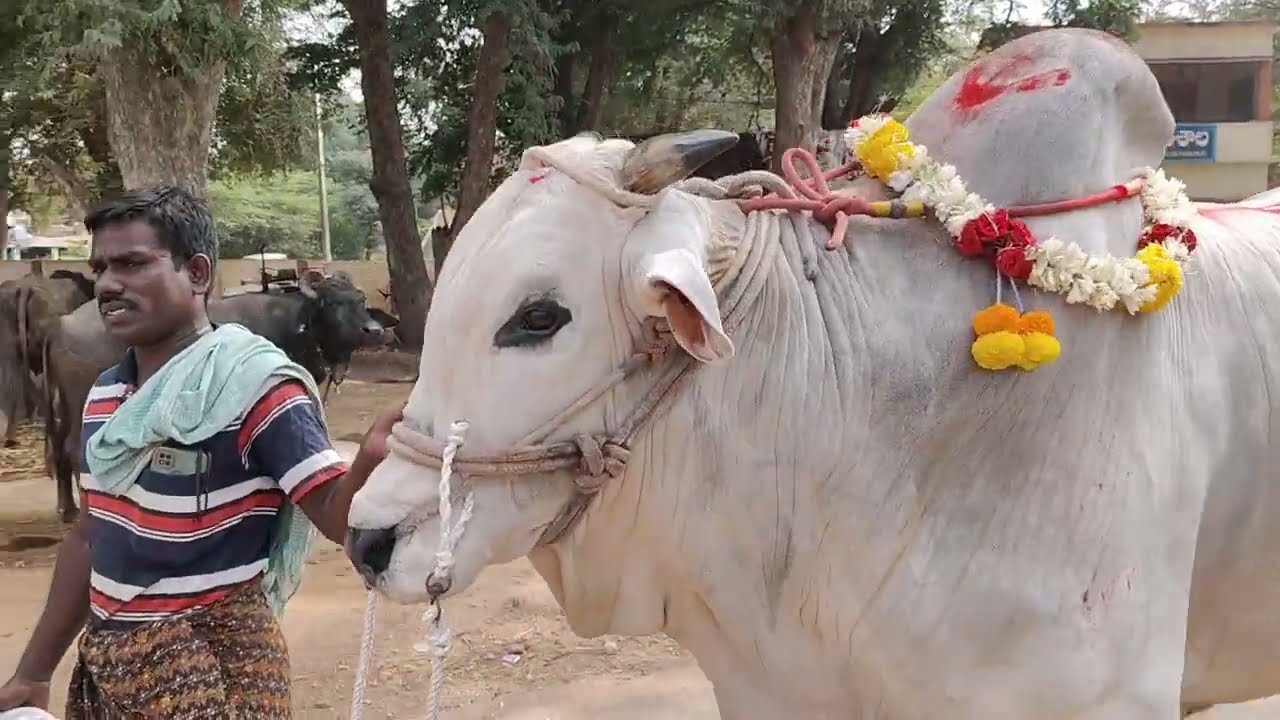 YSR BULLS యరమల శోహిత్ రెడ్డి గారి జూనియర్ గిత్త💥నంది💥అమ్మడం జరిగింది&LNSS BULLS వారు కొనుగోలు చేశారు