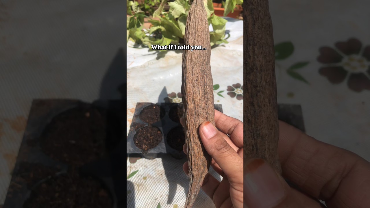 Have you ever seen a Bombax tree?😱✨#garden #youtubeshorts #bloomyesha