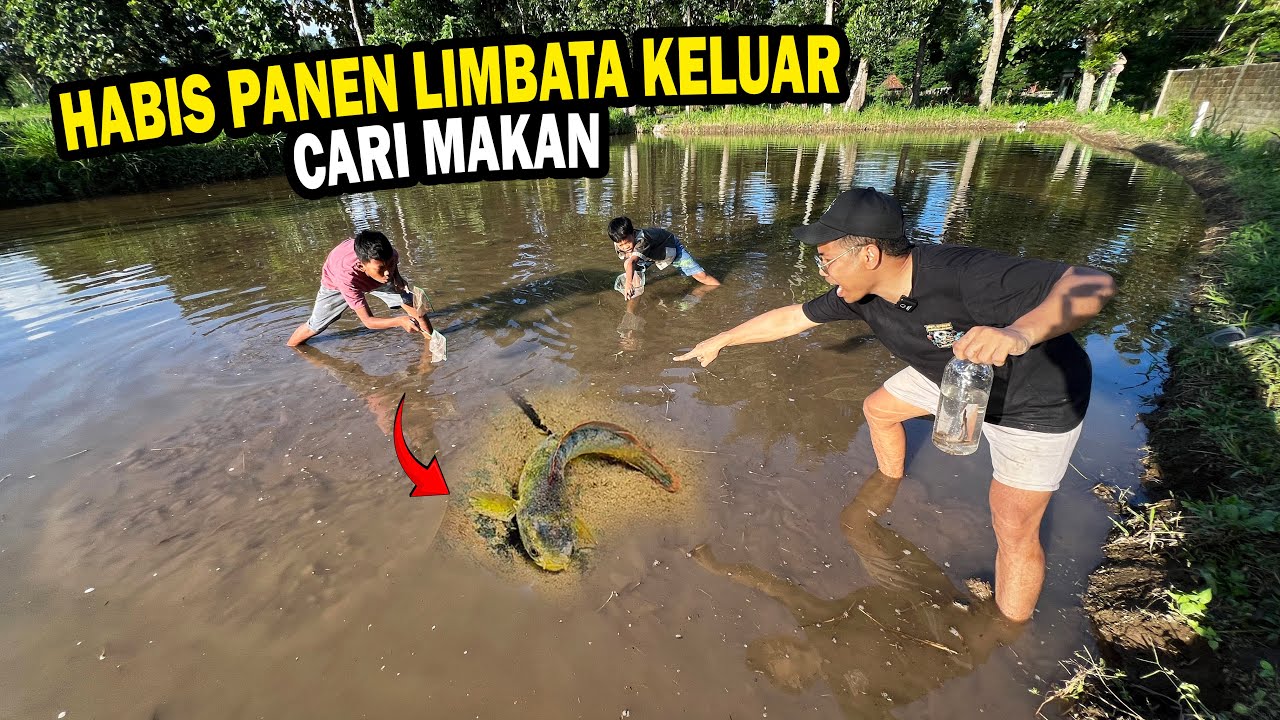 AUTO SEROK?? HABIS PANEN DISAWAH CHANNA LIMBATA KELUAR CARI MAKAN