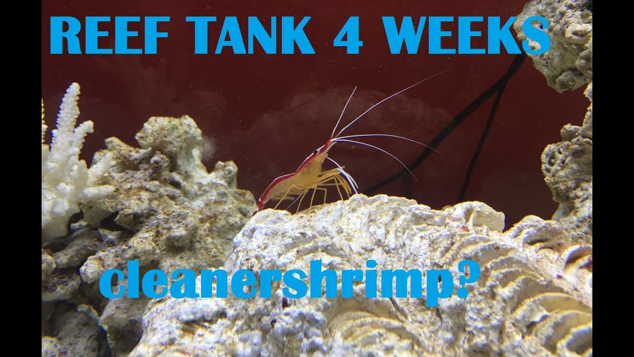 Reef Tank 4 Weeks