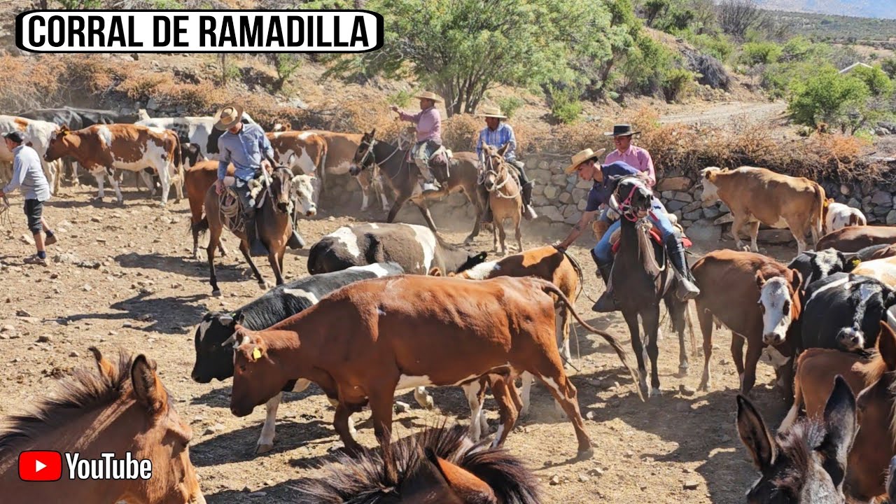 Putaendo Arrieros Cap&iacute;tulo Final ultimo d&iacute;a Arreando rodeando el ganado como fue toda este Rodeo