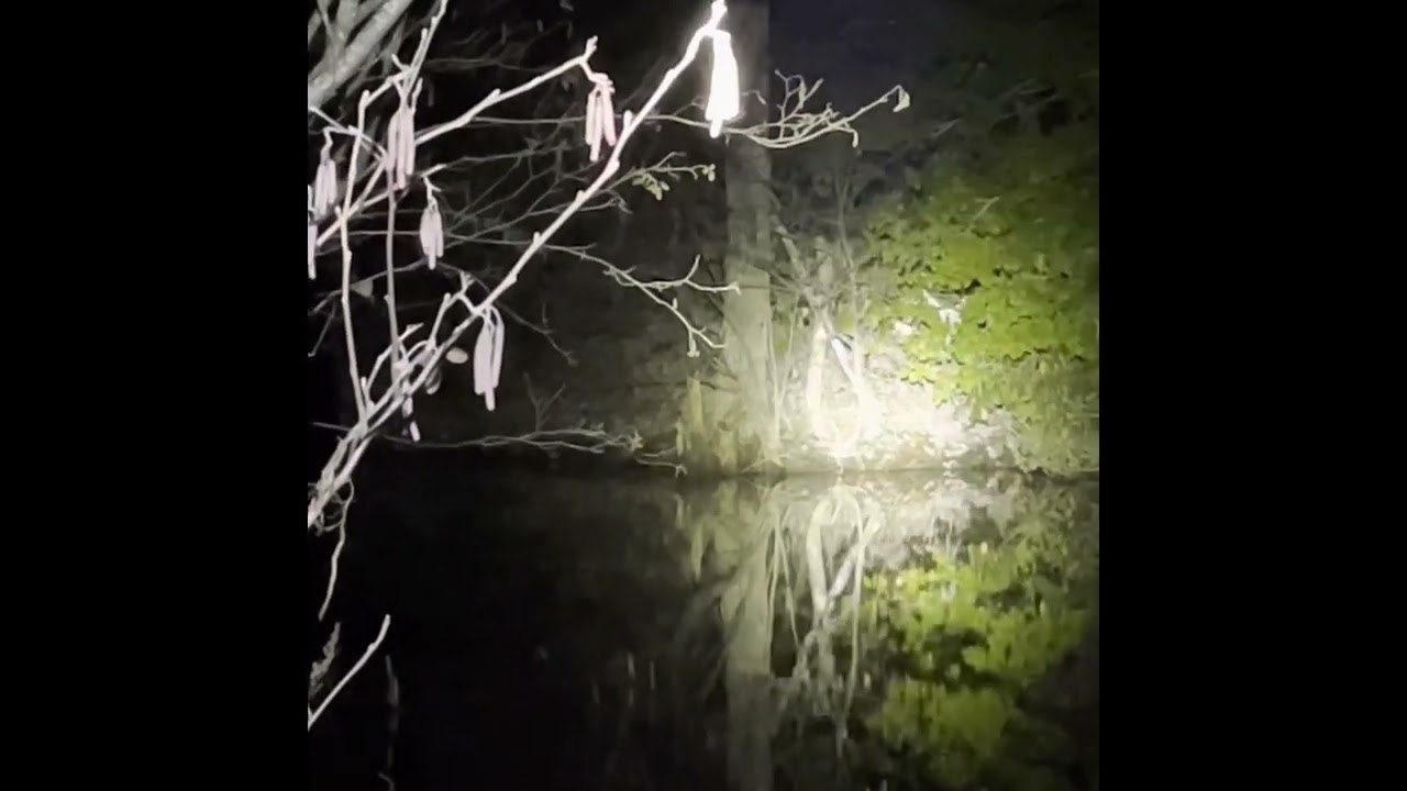 Coon Hunting with Farley’s TN Tidewater Grace