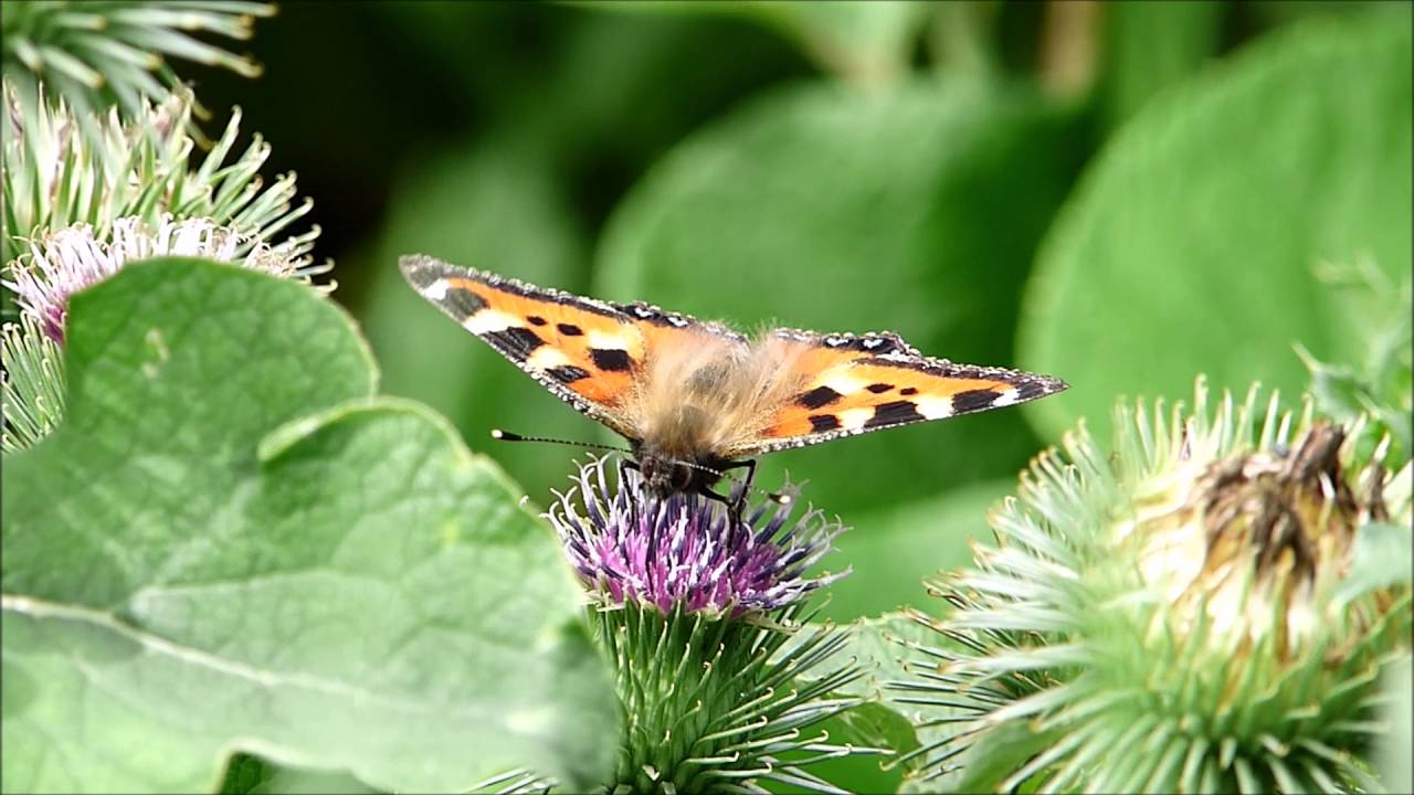 Panasonic Lumix FZ200 sample video poland / polska