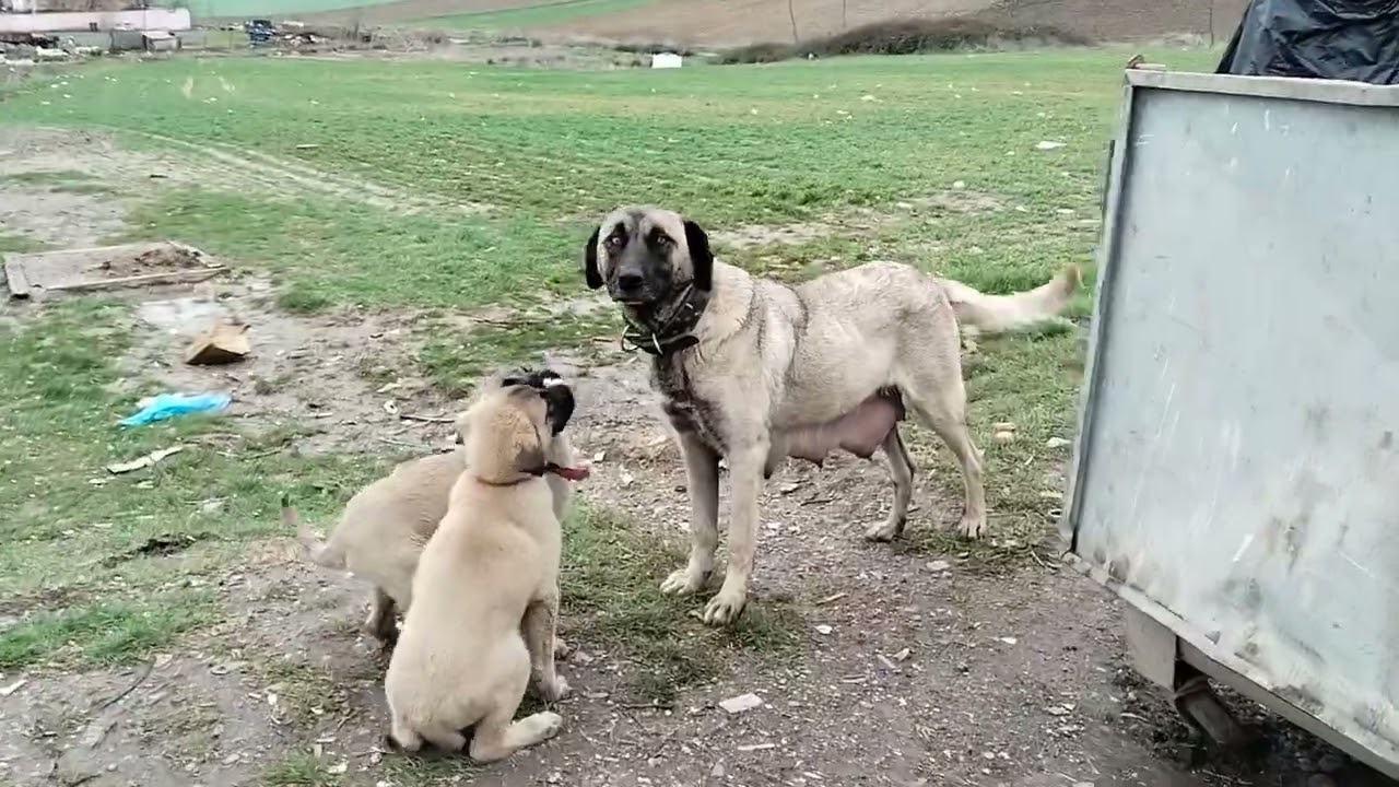 Ne güzel keyfi ve kazların