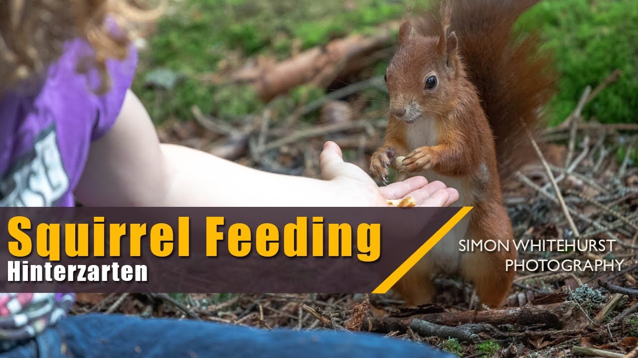 Feeding The Squirrels In Hinterzarten | Eichhörnchen füttern in Hinterzarten