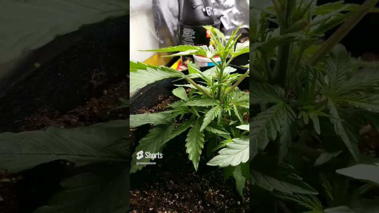 Purple Kush, the only one!