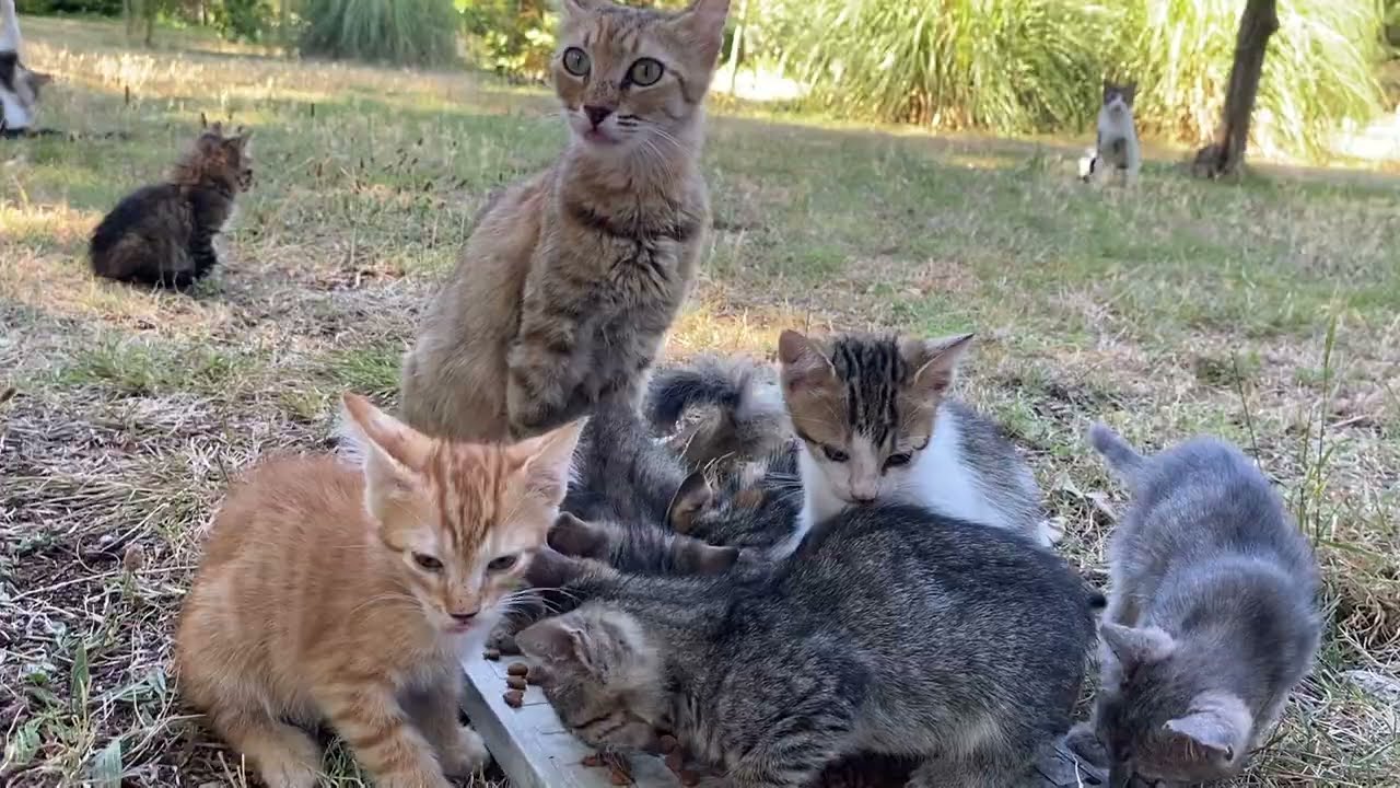 Incredibly beautiful Kittens living in the park. Mother Cat loves her kittens very much.