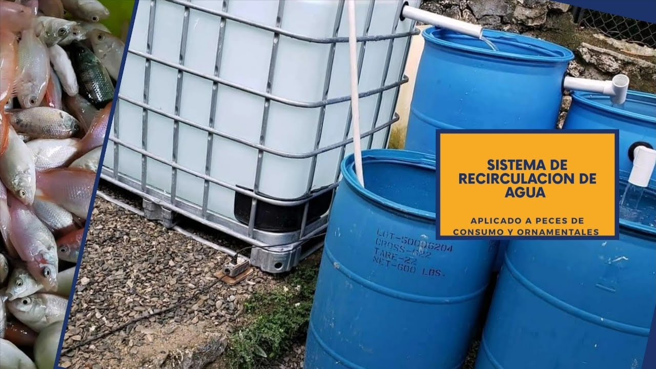 Sistema de recirculacion de agua aplicado a peces de consumo y ornamentales.