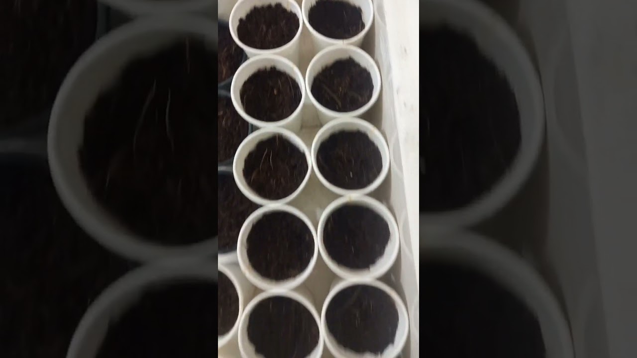 Winter Flower Seeds Kaise Grow Kare | How To Grow Winter Flower Seeds (Part-1) #shorts #shortvideo