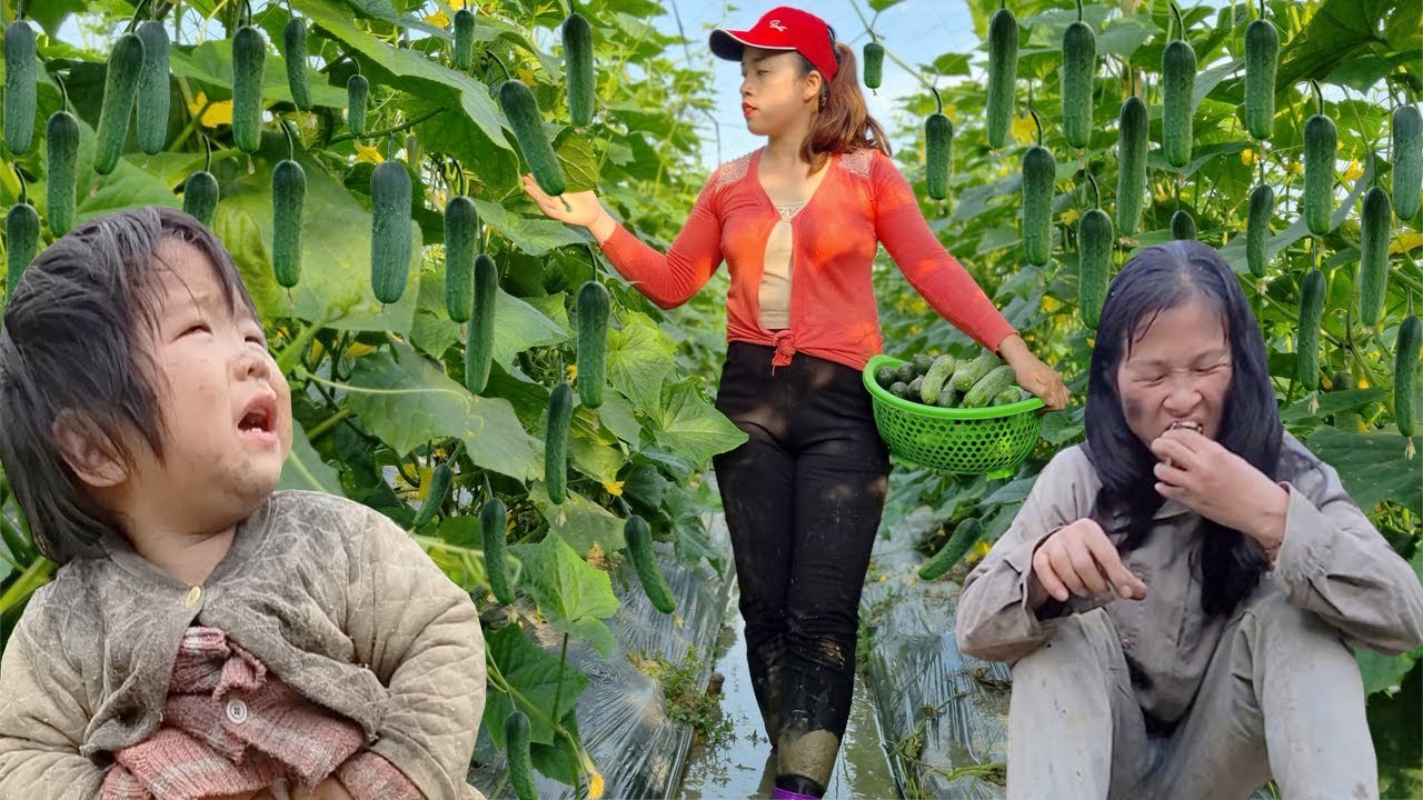 Harvesting cucumbers go to sell - The mentally ill mother met her daughter again