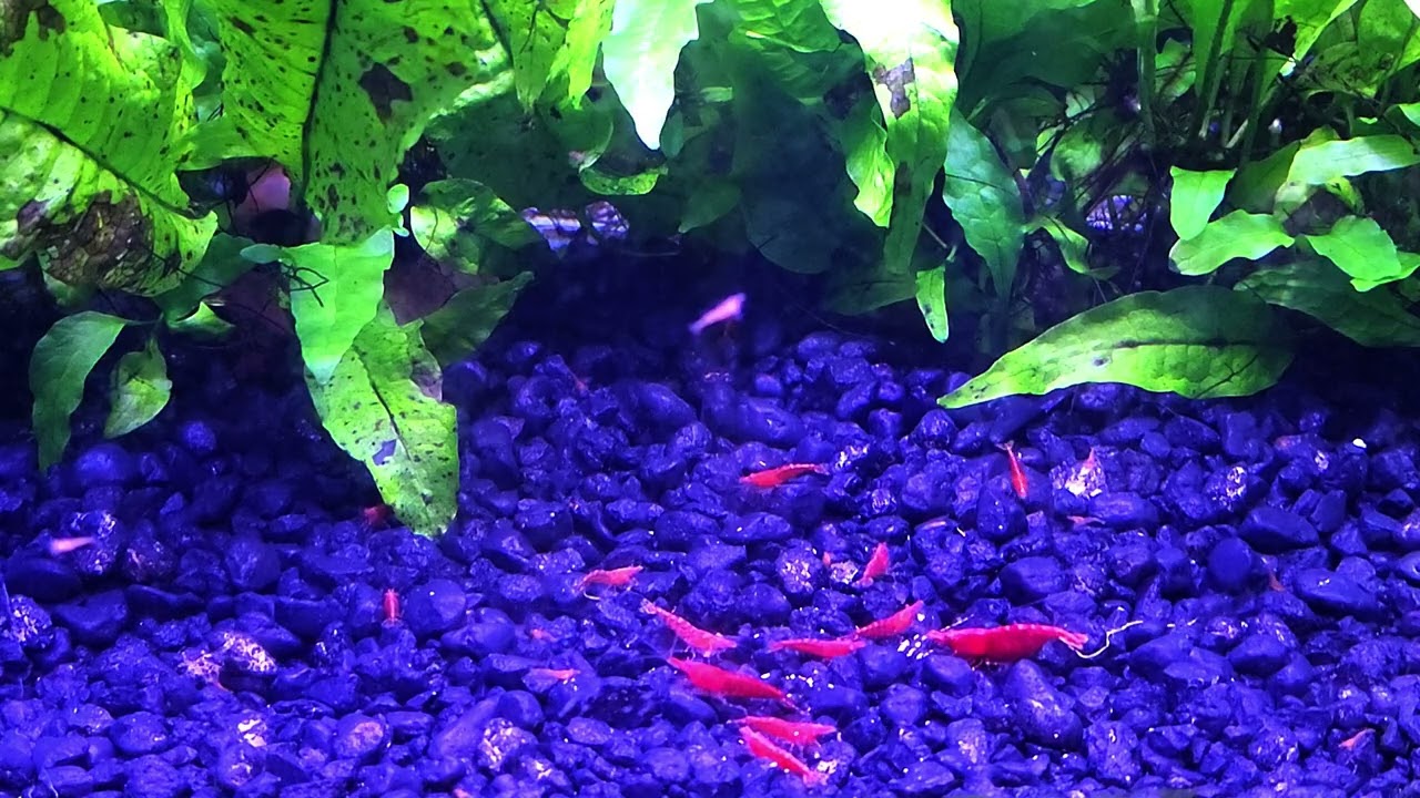 One big happy family | Neocaridina / cherry shrimp 
