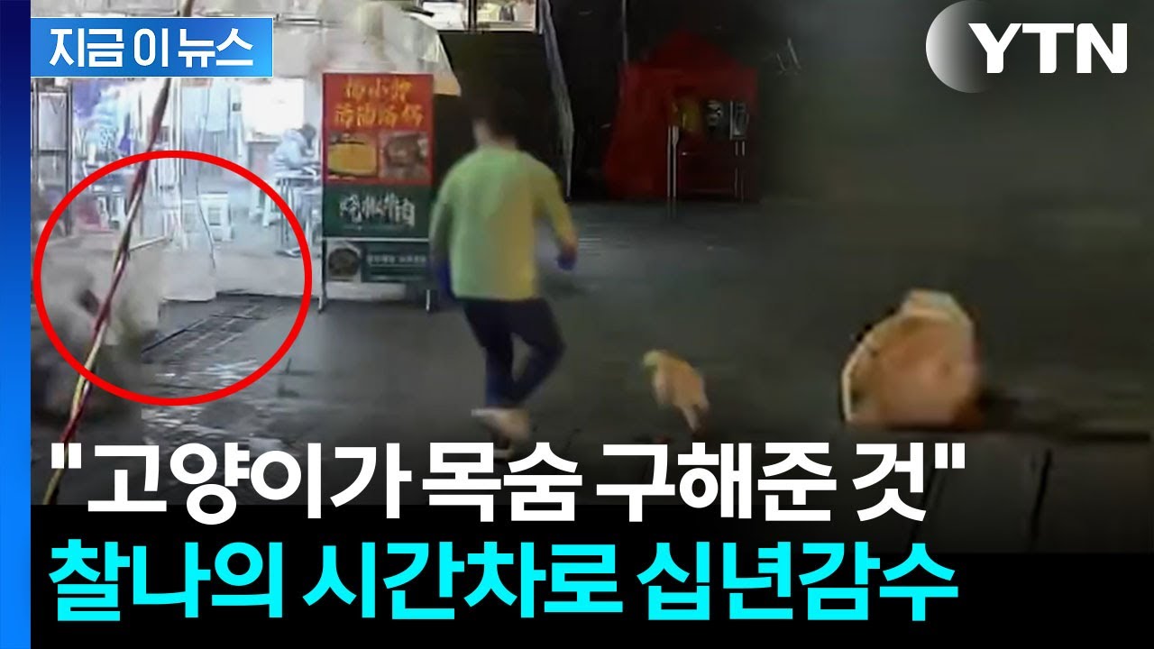 길고양이 밥 주려하는 순간 '퍽'...십년감수한 식당 주인 [지금이뉴스] / YTN