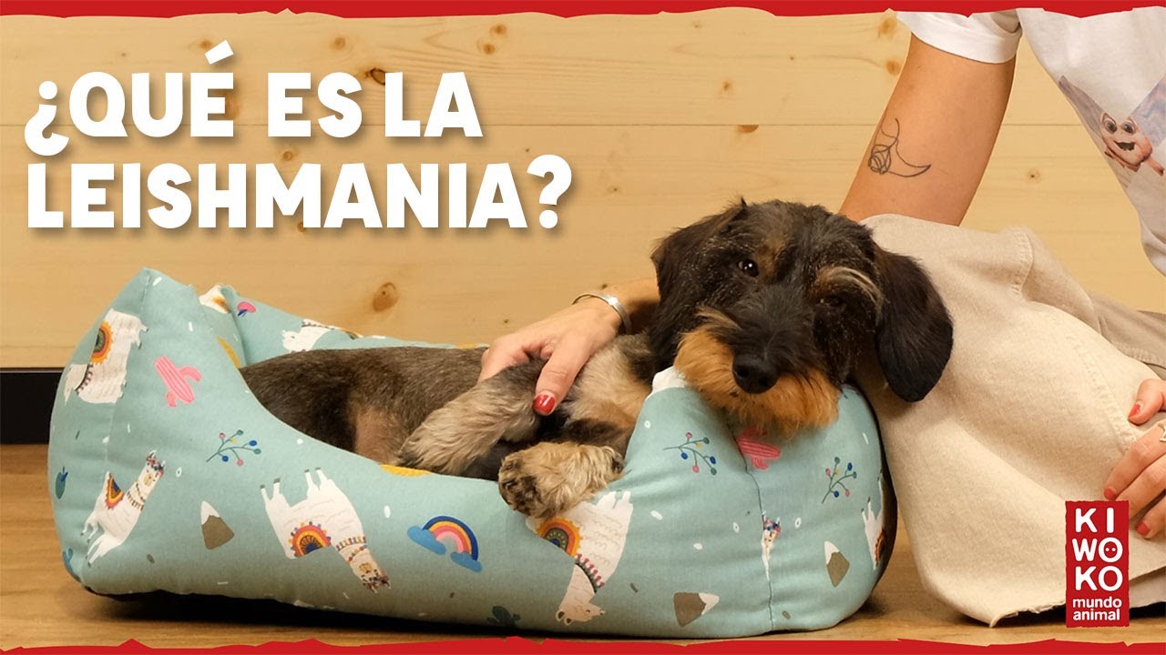 ¿Qué es la LEISHMANIA? 🦟【Leishmaniasis en Perro 🐶】