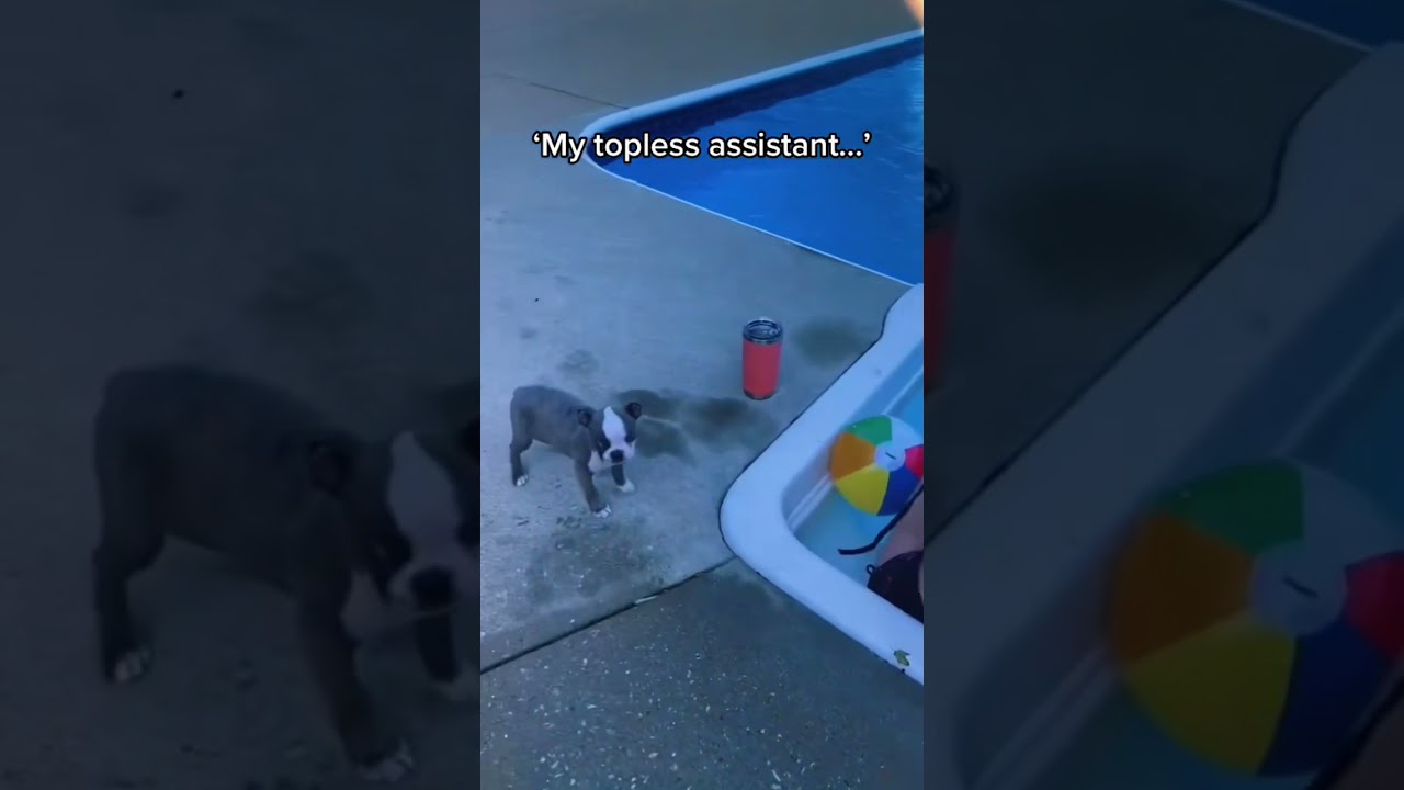 This puppy just wants to see a topless woman 