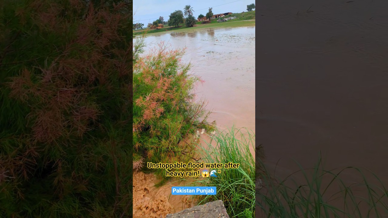 Heavy Flood Water Crossing Village Bridge! 🌊⚠️ #shorts