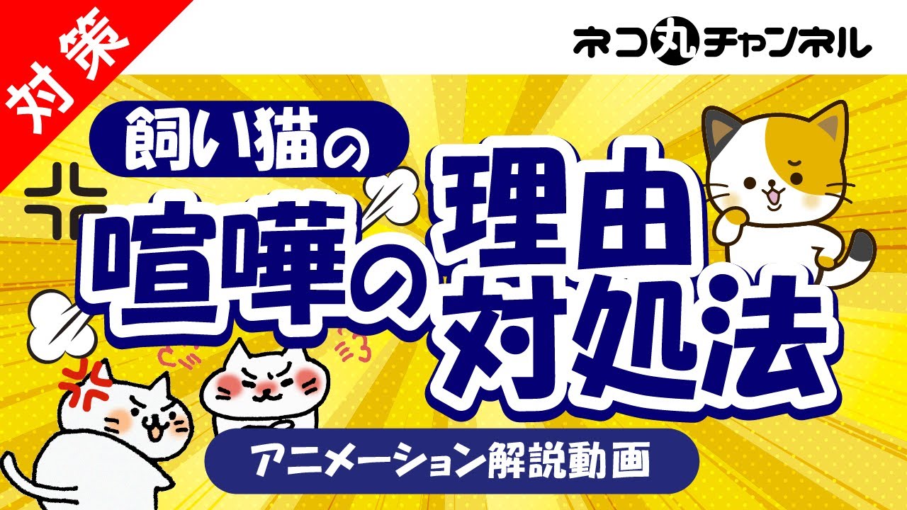 飼い猫同士が喧嘩する5つの大きな理由！喧嘩したときの対応策と予防方法！