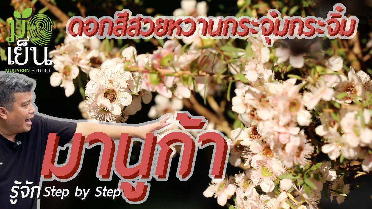 มานูก้า ดอกสีสวยหวานกระจุ๋มกระจิ๋ม ชอบแดด ไม่ชอบน้ำขังชื้นแฉะ  Leptospermum scoparium