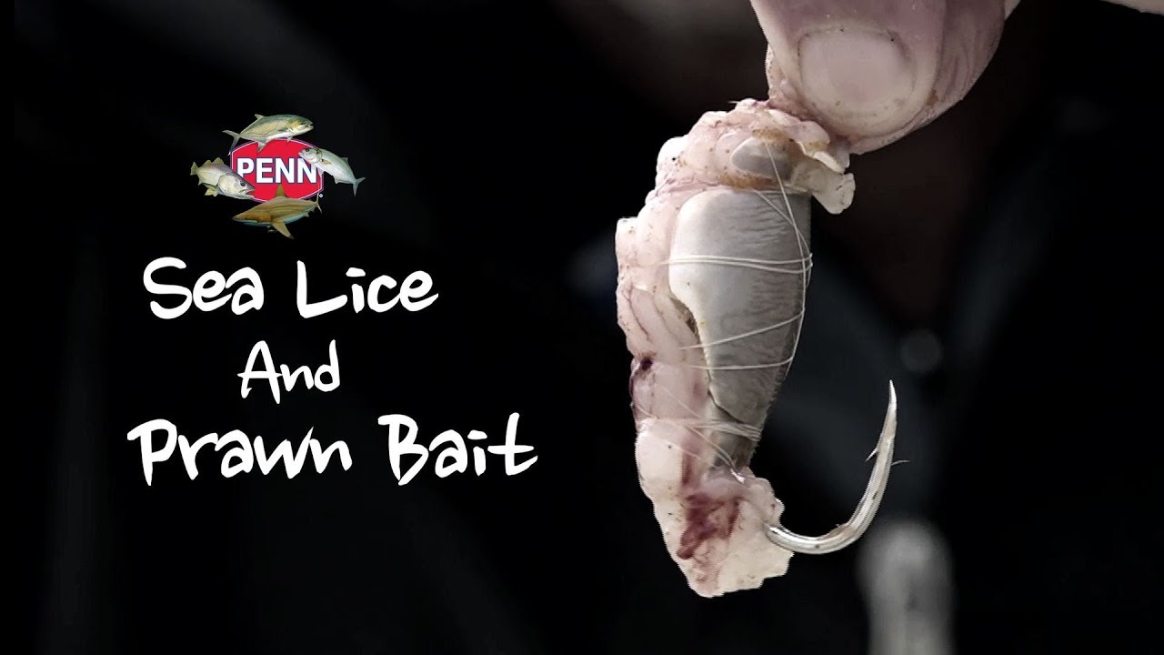 Sea Lice and Prawn Bait