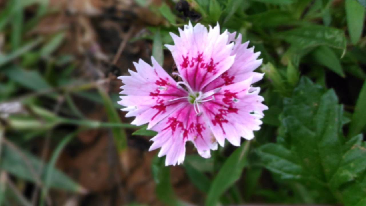 金門東一點紅金墩園民宿 歡迎光臨草花篇