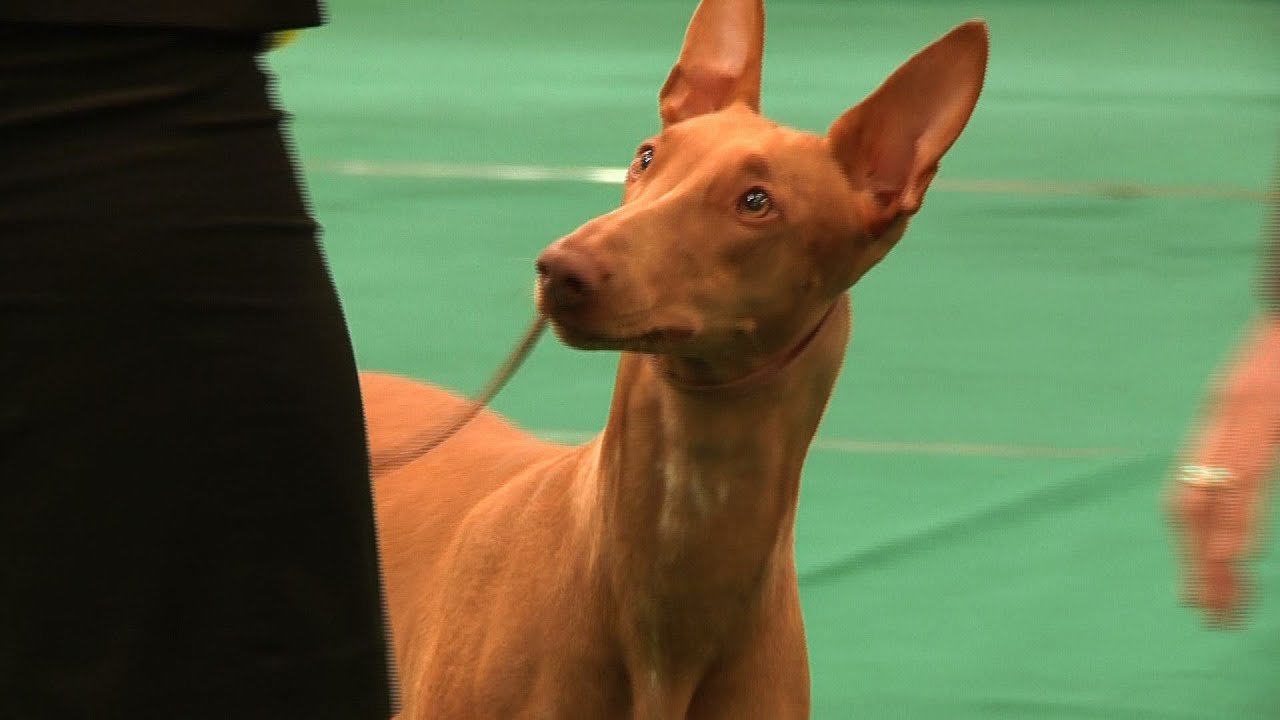 WELKS Championship Dog Show 2014 - Hound group