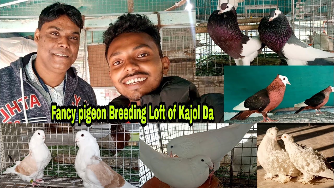 Awesome Fancy Pigeon Breeding Loft of Kajol Da in India / Fancy Pigeon Breeding Tips