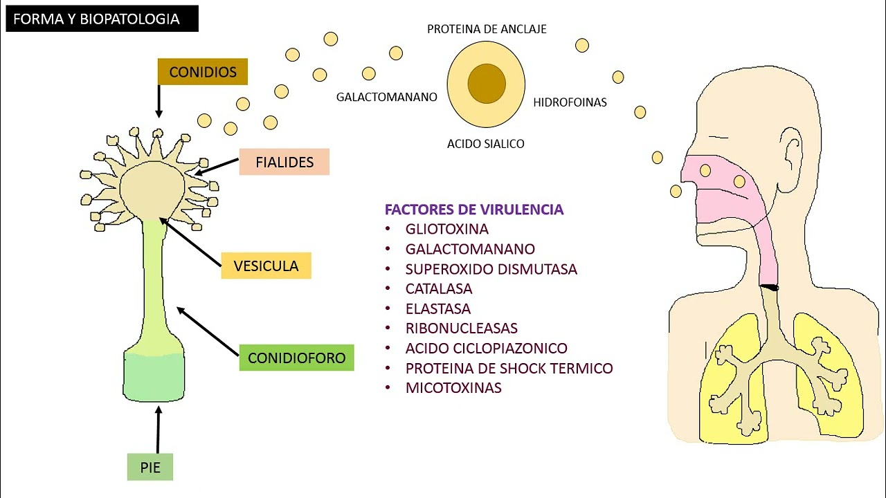 Apergilosis, Aspergillus Fumigatus