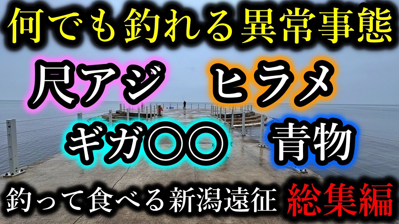 ギガサイズが無限HITに青物・ヒラメも…異次元の海を釣り食べ歩く4泊5日の旅(新潟遠征総集編)