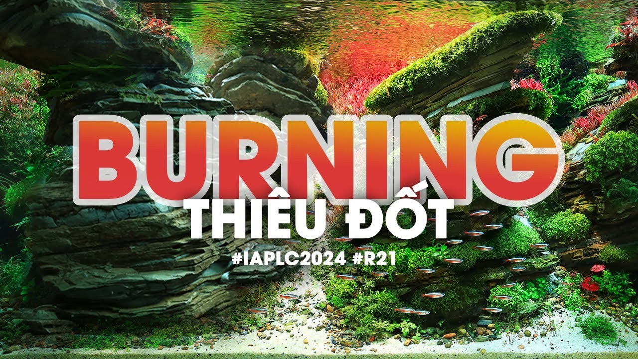 Aquascaping steps - Burning - IAPLC 2024 Honor Prize Rank 21 [ENG SUB]